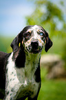 Louisiana Catahoula Leopard Dog Portrait