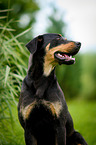 Louisiana Catahoula Leopard Dog Portrait