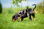 Louisiana Catahoula Leopard Dog Welpe