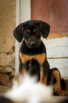 sitzender Louisiana Catahoula Leopard Dog