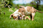 spielende Louisiana Catahoula Leopard Dogs