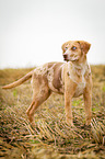 stehender Louisiana Catahoula Leopard Dog