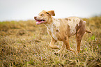 rennender Louisiana Catahoula Leopard Dog