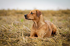 liegender Louisiana Catahoula Leopard Dog