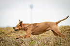 rennender Louisiana Catahoula Leopard Dog