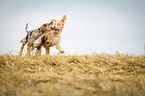 rennender Louisiana Catahoula Leopard Dog
