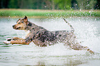 rennender Louisiana Catahoula Leopard Dog
