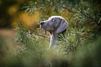 Louisiana Catahoula Leopard Dog Welpe