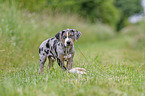 Louisiana Catahoula Leopard Dog Welpe