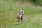 Louisiana Catahoula Leopard Dog Welpe