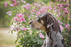 Louisiana Catahoula Leopard Dog H�ndin