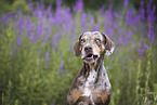 Louisiana Catahoula Leopard Dog Hndin