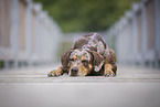 Louisiana Catahoula Leopard Dog Hndin