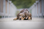 Louisiana Catahoula Leopard Dog Hndin