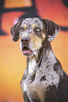 Louisiana Catahoula Leopard Dog Hndin