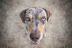 Louisiana Catahoula Leopard Dog Hndin