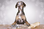 Louisiana Catahoula Leopard Dog Hndin