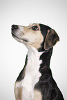 Louisiana Catahoula Leopard