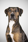 Louisiana Catahoula Leopard