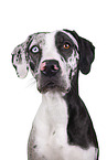 Louisiana Catahoula Leopard