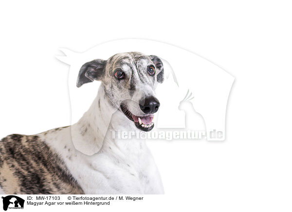 Magyar Agar vor weiem Hintergrund / MW-17103