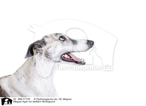 Magyar Agar vor weiem Hintergrund / MW-17105