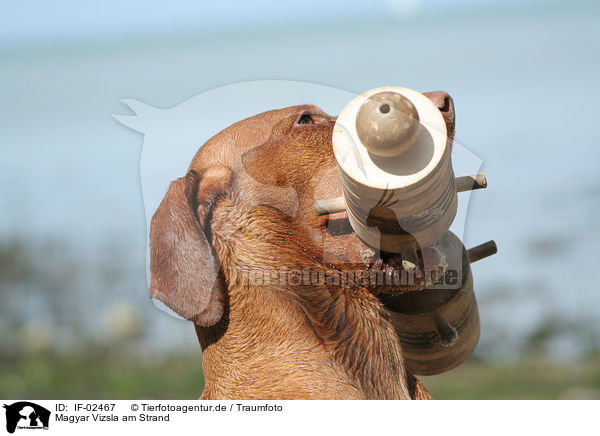 Magyar Vizsla am Strand / IF-02467