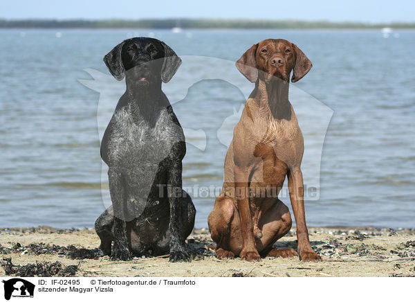 sitzender Magyar Vizsla / sitting Magyar Vizsla / IF-02495