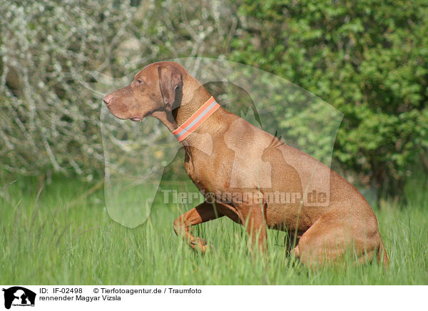 rennender Magyar Vizsla / IF-02498