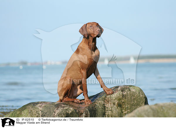 Magyar Vizsla am Strand / IF-02510