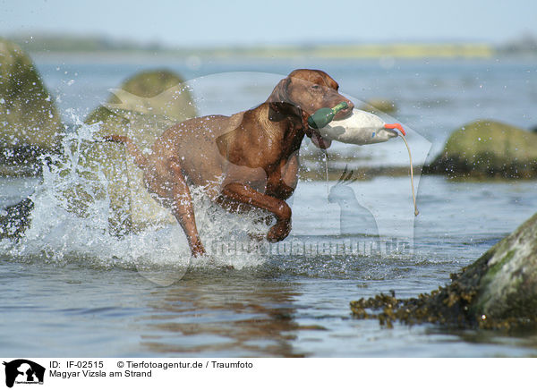 Magyar Vizsla am Strand / Magyar Vizsla at the beach / IF-02515
