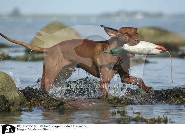 Magyar Vizsla am Strand / IF-02516