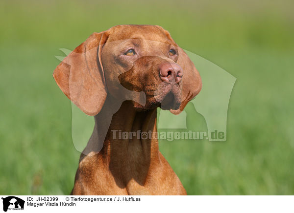 Magyar Viszla H�ndin / JH-02399