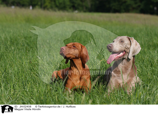 Magyar Viszla H�ndin / JH-02408