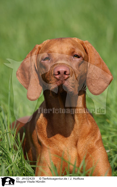 Magyar Viszla H�ndin / JH-02429