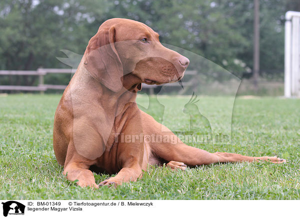 liegender Magyar Vizsla / BM-01349