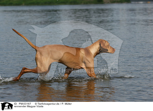 rennender Magyar Vizsla / running Magyar Vizsla / PM-03167