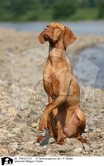 sitzender Magyar Vizsla / sitting Magyar Vizsla / PM-03173