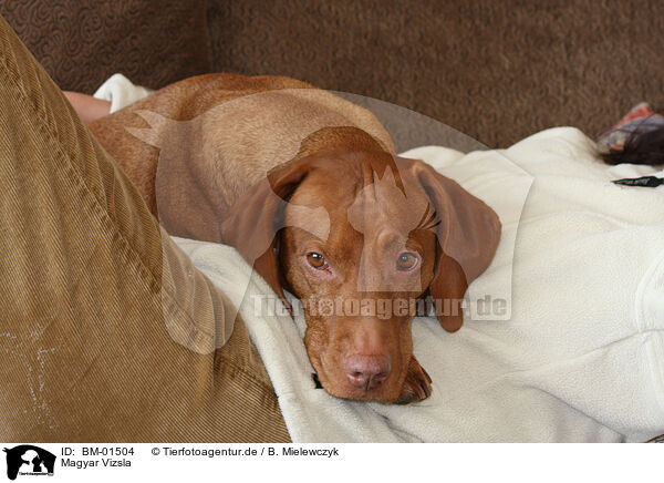 Magyar Vizsla / BM-01504