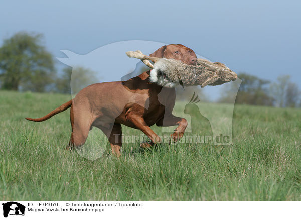 Magyar Vizsla bei Kaninchenjagd / rabbit hunting training / IF-04070