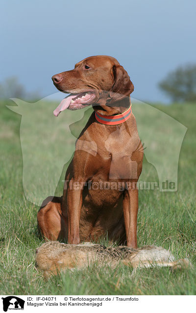 Magyar Vizsla bei Kaninchenjagd / rabbit hunting training / IF-04071