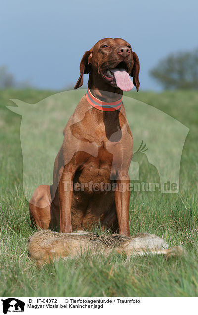Magyar Vizsla bei Kaninchenjagd / rabbit hunting training / IF-04072