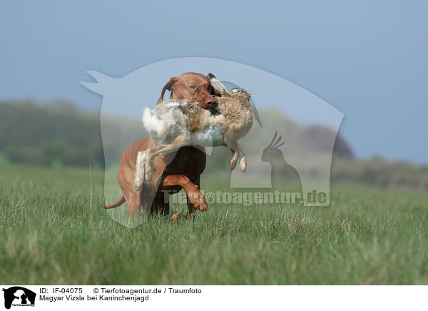 Magyar Vizsla bei Kaninchenjagd / rabbit hunting training / IF-04075