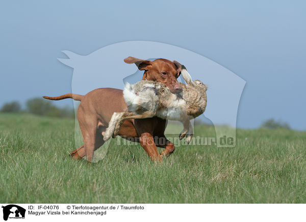 Magyar Vizsla bei Kaninchenjagd / rabbit hunting training / IF-04076