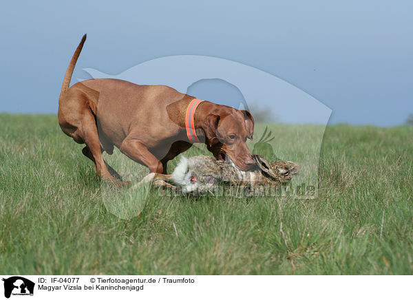 Magyar Vizsla bei Kaninchenjagd / rabbit hunting training / IF-04077