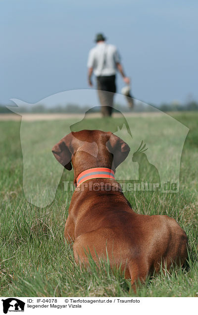 liegender Magyar Vizsla / lying Magyar Vizsla / IF-04078