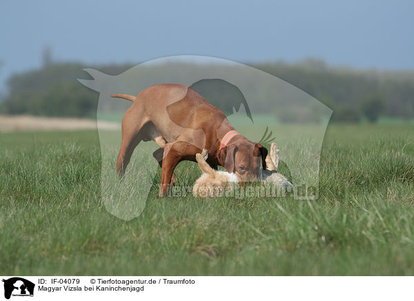 Magyar Vizsla bei Kaninchenjagd / rabbit hunting training / IF-04079