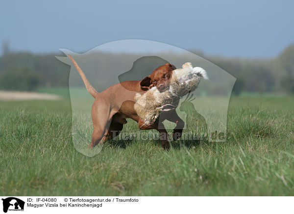 Magyar Vizsla bei Kaninchenjagd / rabbit hunting training / IF-04080