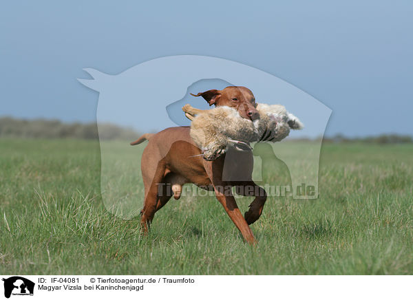 Magyar Vizsla bei Kaninchenjagd / rabbit hunting training / IF-04081