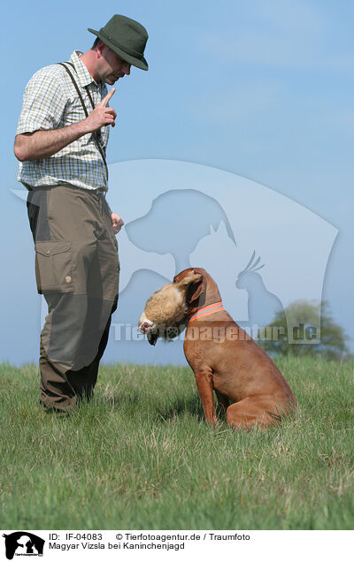 Magyar Vizsla bei Kaninchenjagd / rabbit hunting training / IF-04083